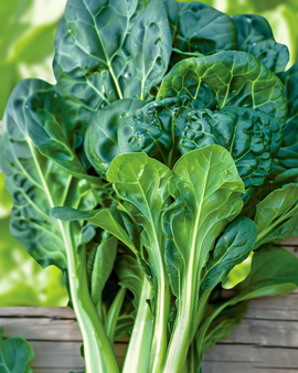 Tatsoi frön ekologisk Brassica rapa ettårig grönsak Pak Choi variant