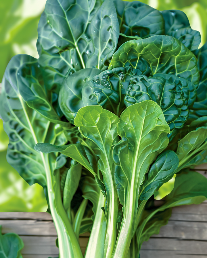 Tatsoi Pak Choi frön (Brassica rapa) – ekologisk ettårig grönsak
