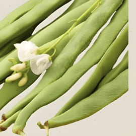 Rosenbönafrön Emergo ekologisk Phaseolus coccineus ettårig
