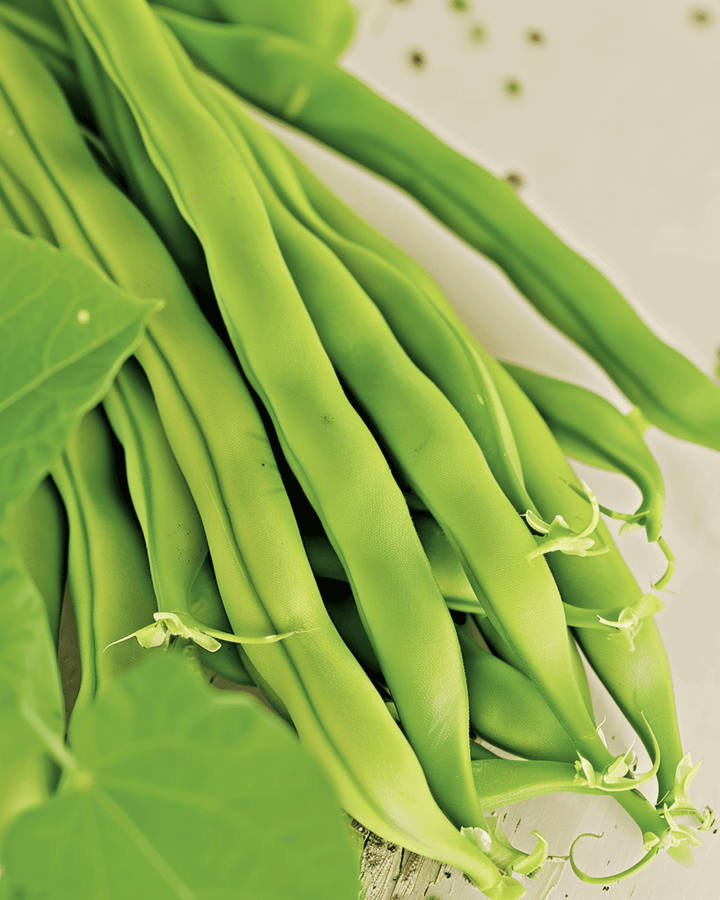 Fridjébönfrön Maxi (Phaseolus vulgaris) – ekologisk ettårig grönsak