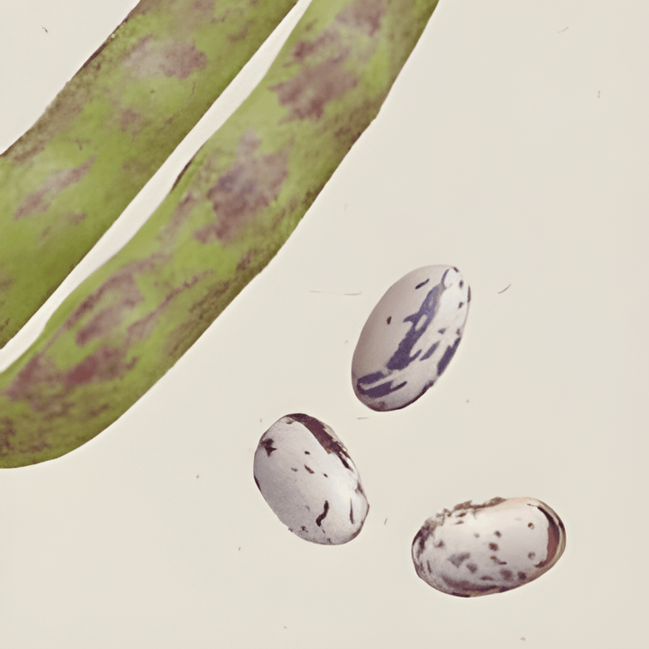 Torkbönor Stamkievit frön (Phaseolus vulgaris) – ekologisk ettårig grönsak