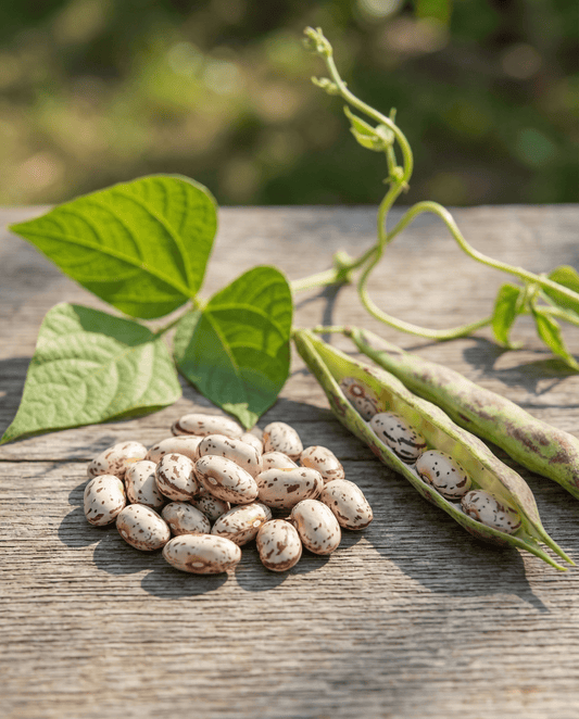 Torkbönor Stamkievit (Phaseolus vulgaris) – ekologiska ettåriga grönsaksfrön från SeedsChoice