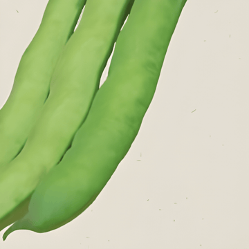 Bondbönafrön Witkiem (Vicia faba) – ekologisk ettårig grönsak