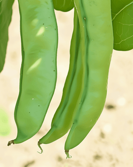 Ekologiska bondbönsfrön Vicia faba ettårig Witkiem sort 50g