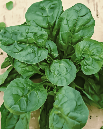 Spenatfrön Viroflex 50g (Spinacia oleracea) – ekologisk ettårig grönsak