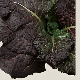 Senap Red Giant frön ekologisk Brassica Juncea ettårig ört