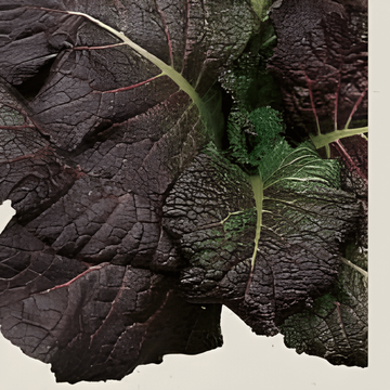 Senap Red Giant frön (Brassica juncea) – ekologisk ettårig ört