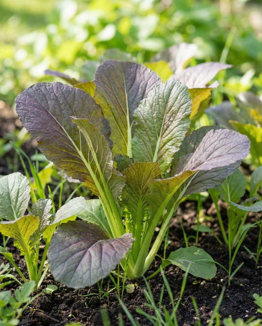 Senap Red Giant (Brassica juncea) – ekologiska ettåriga örtfrön från SeedsChoice