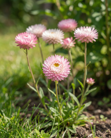 Double Mixed (Helipterum roseum) – ettåriga blandningsfrön från SeedsChoice