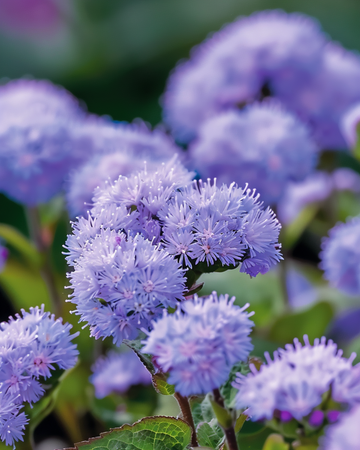 Flossblommafrön Blue Mink (Ageratum houstonianum) – ettårig blomma