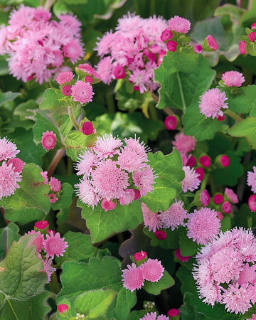 Flossblomma Pink Ball frön (Ageratum houstonianum) – ettårig blomma