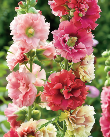 Stockrosfrön Summer Carnival (Alcea rosea) – ettårig