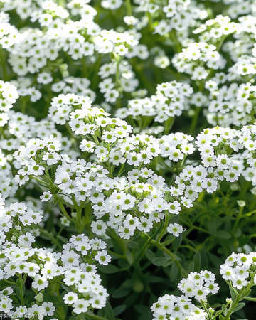 Alyssum Snowcloth frön (Lobularia maritima) – ettårig