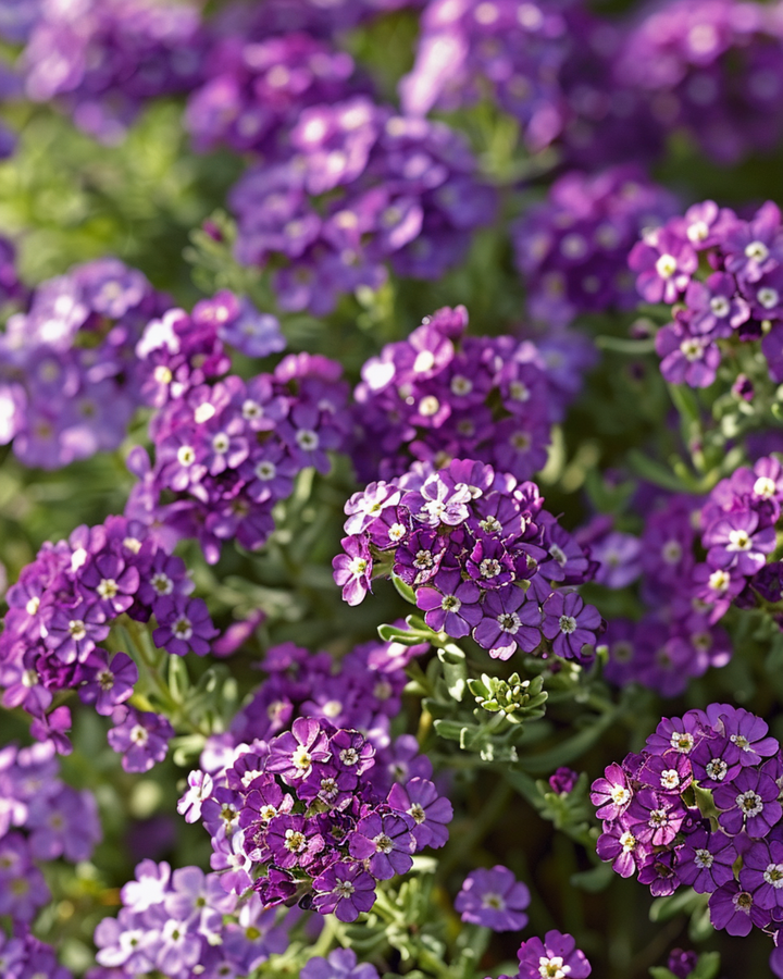 Luktalyssumfrön Royal Carpet (Lobularia maritima) – ettårig blomma