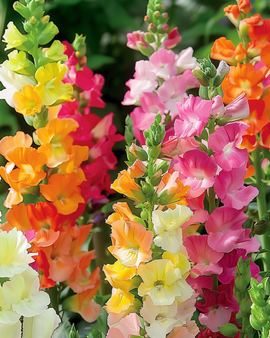 Lejonmyntsfrön Antirrhinum majus ettårig blandning halvhög