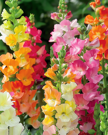 Lejonmunfrön Half Tall (Antirrhinum majus) – ettårig blandning