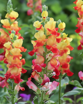 Lejonmunfrön Mango Twist Antirrhinum majus ettårig