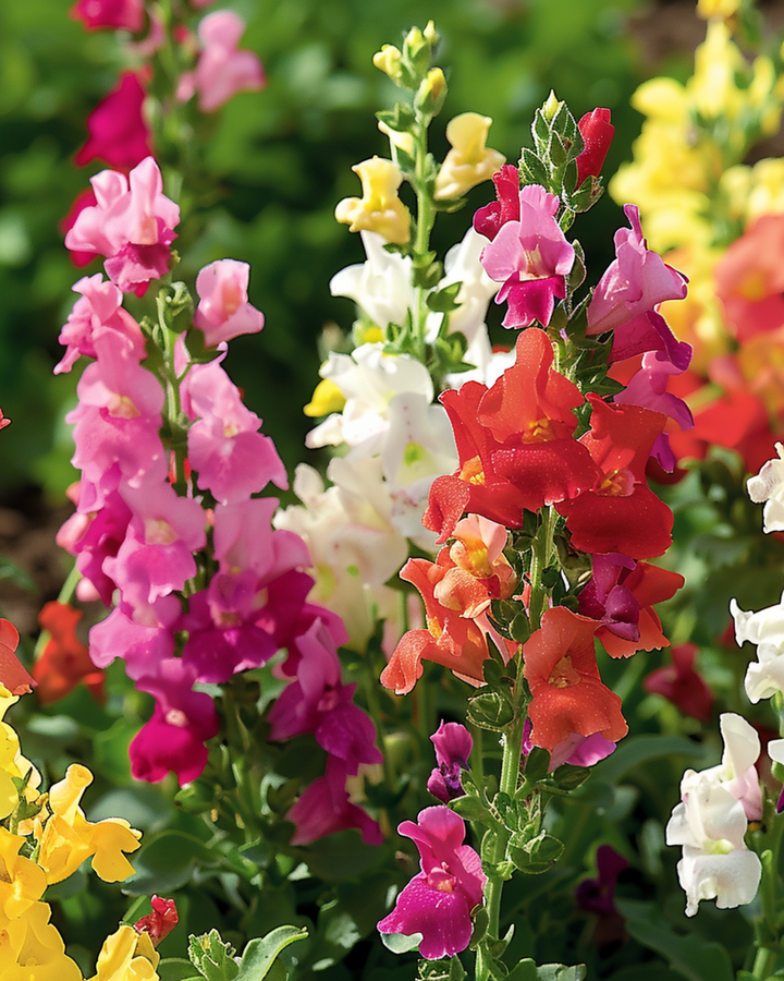 Lejonmun Tom Thumb Mixed frön (Antirrhinum majus) – ettårig blandning