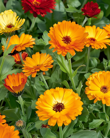 Marigold Touch Of Red Mix frön (Calendula officinalis) – ettårig blomma