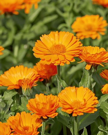Ringblomma Balls Orange Double-frön (Calendula officinalis) – ettårig blomma
