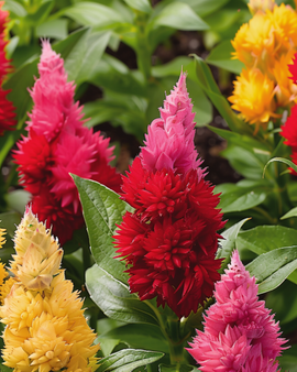 Celosiafrön Ice Cream Mixed Celosia Argentea ettårig