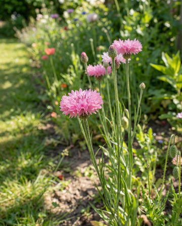 Blåklint Pink Ball (Centaurea cyanus) – frön till ettårig blomma från SeedsChoice