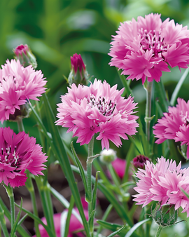 Blåklint Pink Ball frön Centaurea cyanus ettårig blomma