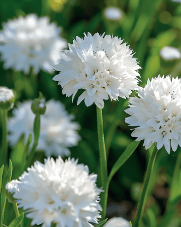 Blåklintfrön White Ball (Centaurea cyanus) – ettårig blomma
