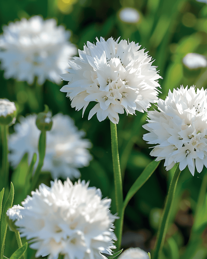 Blåklintfrön White Ball (Centaurea cyanus) – ettårig blomma