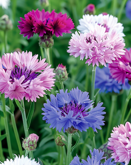 Blåklintfrön Centaurea cyanus ettårig dubbelblommig mix