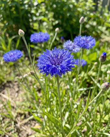 Blåklint Blue Ball (Centaurea cyanus) – ettåriga blomsterfrön från SeedsChoice