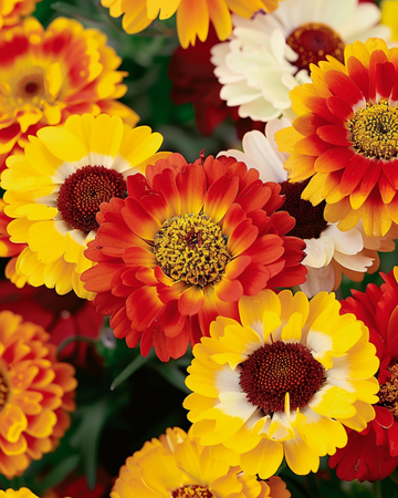 Blandade frön (Chrysanthemum carinatum) – ettårig blomma