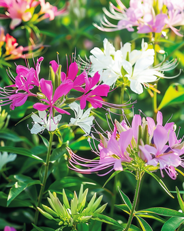 Spindelblomma frön Cleome hassleriana Colour Fountain ettårig blandning