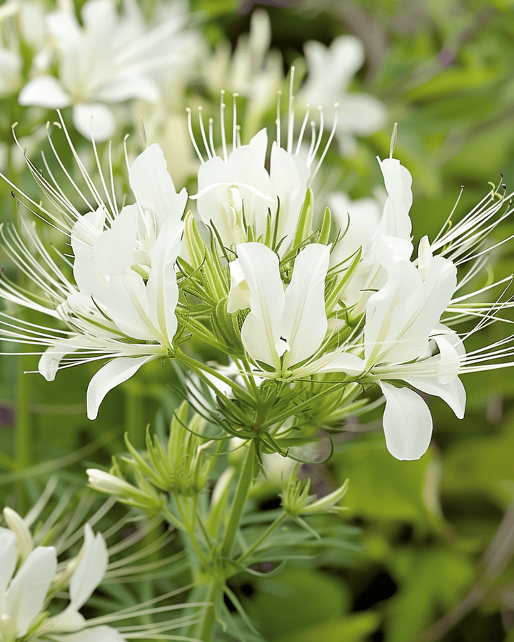 Spindelblomma White Queen frön (Cleome hassleriana) – ettårig blomma