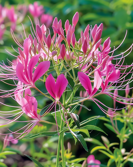 Spindelblomma Rose Queen frön Cleome hassleriana ettårig blomma