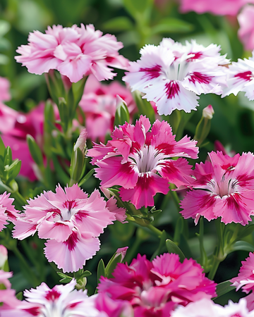 Borstnejlika Wee Willie frön (Dianthus barbatus) – ettårig blomma