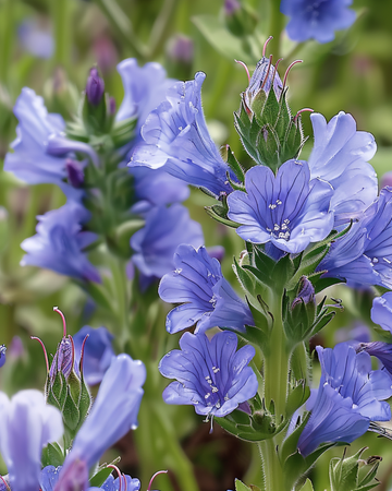 Blåeld frön (Echium plantagineum) – ettårig blomma