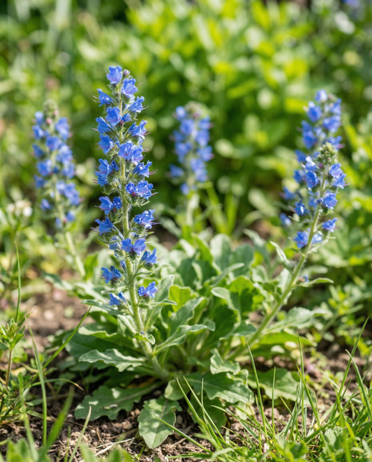Blåeld (Echium plantagineum) – frön för ettårig blomma från SeedsChoice