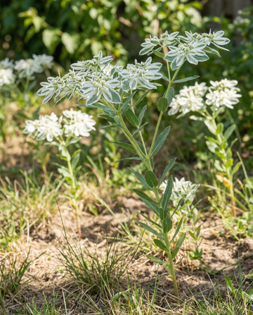 Snow On The Mountain (Euphorbia marginata) – ettåriga blomsterfrön från SeedsChoice