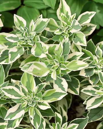 Snow On The Mountain-frön (Euphorbia marginata) – ettårig blomma