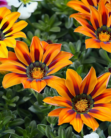 Treasure Mix F1 Tiger frön (Gazania rigens) – ettårig blomma