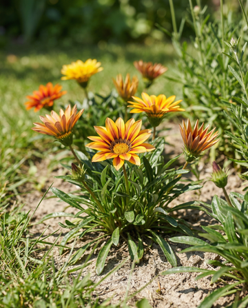Treasure Sunshine Mix (Gazania splendens) – ettåriga blomsterfrön från SeedsChoice