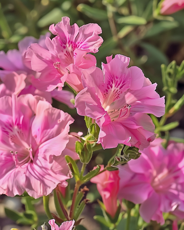 Godetia Sweetheart Pink Flowered Azalea frön (Clarkia amoena) – ettårig blomma