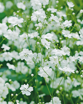 Frön till Baby's Breath Covent Garden White – Gypsophila elegans, ettårig