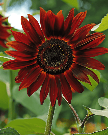Solrosfrön Evening Sun (Helianthus annuus) – ettårig blomma