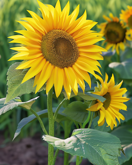 Solrosfrön Sunspot Helianthus annuus ettårig