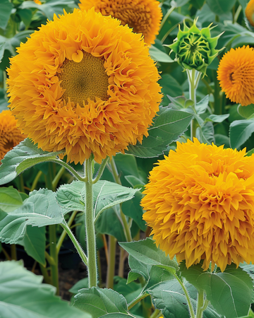 Solrosfrön Sungold Double Flowered Dwarf (Helianthus annuus) – ettårig blomma