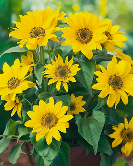 Solrosfrön för krukor Helianthus annuus Pacino ettårig 40 cm