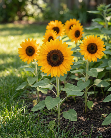 Solros Sunrich Orange F1 Pollenfree (Helianthus annuus) – frön för ettåriga blommor från SeedsChoice