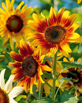 Solrosfrön Esther Helianthus Debilis Ettårig